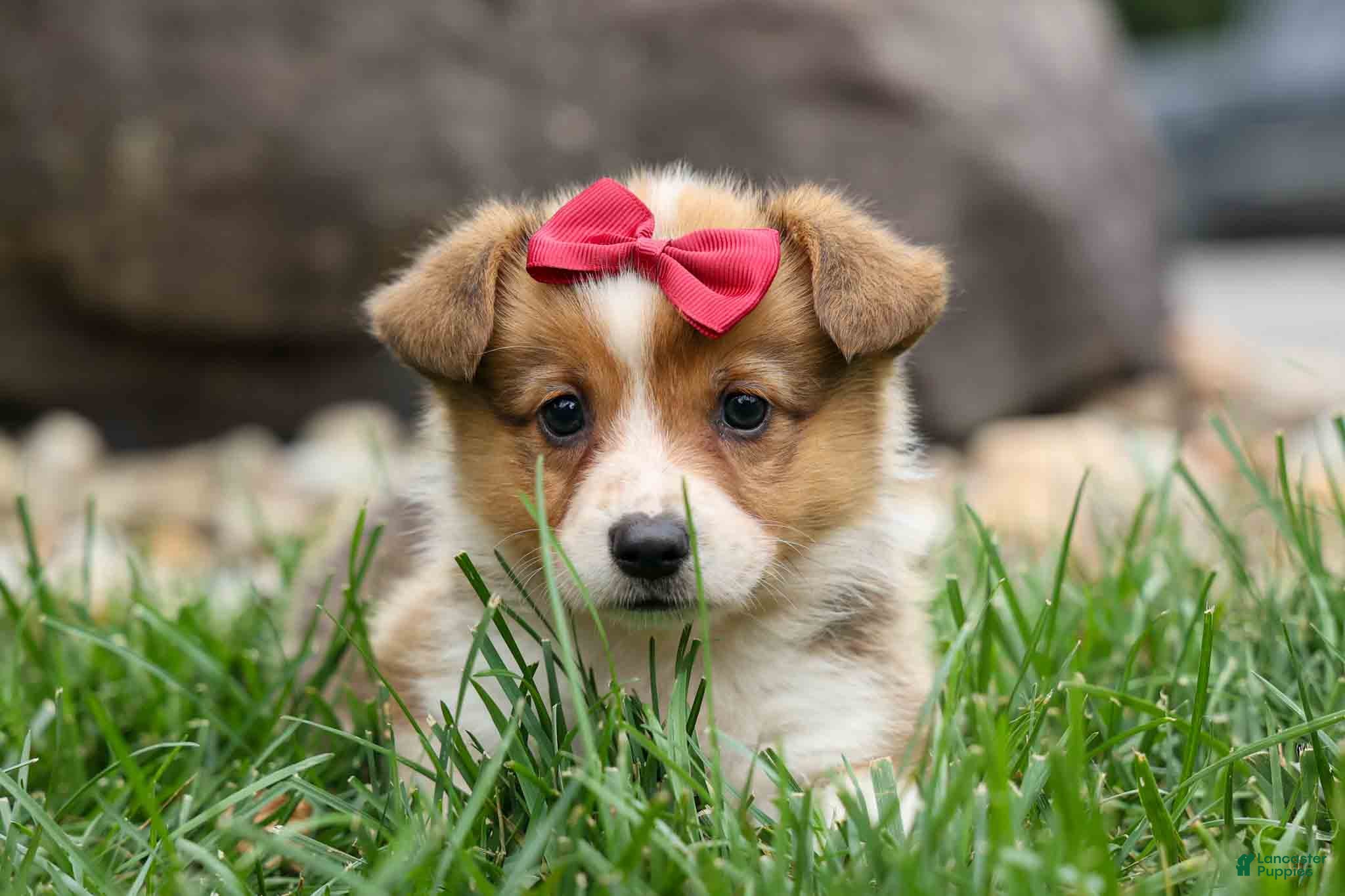 Welsh Corgi Pembroke dogs for sale:  Vivi Rose💗🐾 - Ad 2