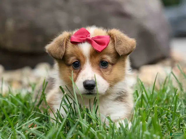 Welsh Corgi Pembroke dogs for sale: Vivi Rose💗🐾 - Ad 2