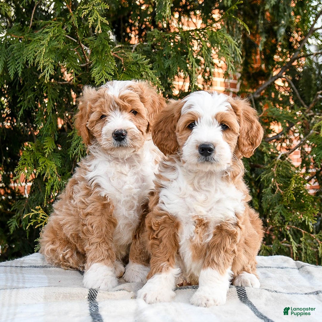 Mini Bernedoodle dogs for sale: Ace - Ad 3