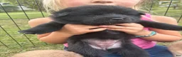 Mixed Breed dogs for sale: Pepper - Ad 2