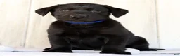 Labrador Retriever dogs for sale: Ricky - Ad 1