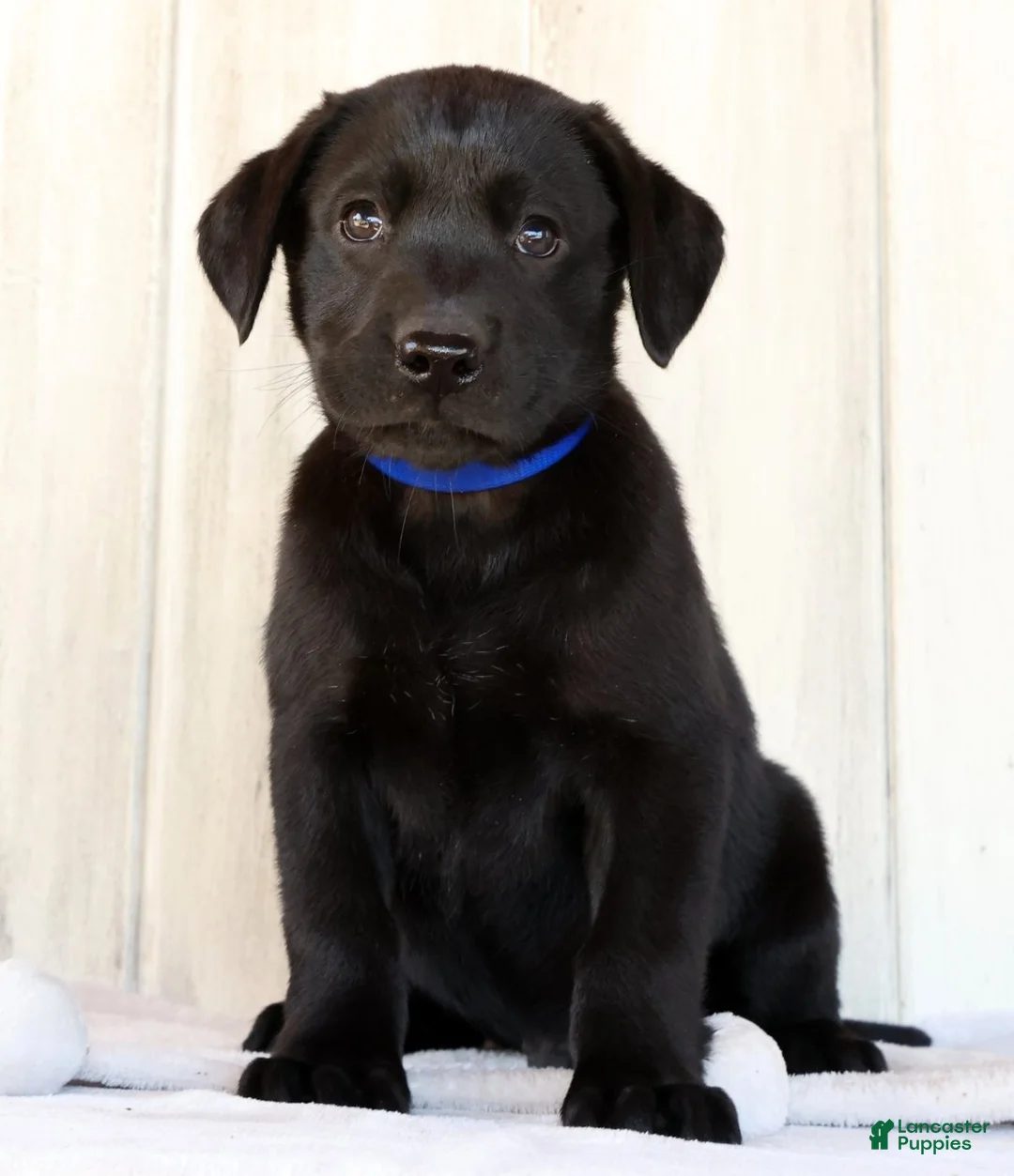 Labrador Retriever dogs for sale: Ricky - Ad 1