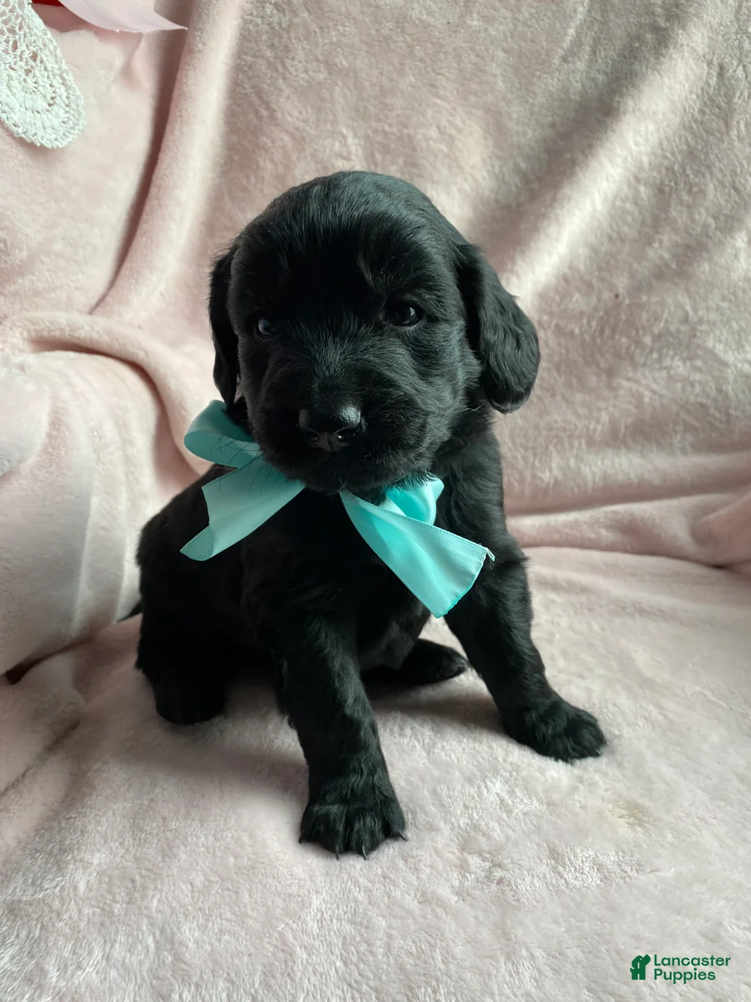 Mixed Breed dogs for sale: Shadow  - Ad 1