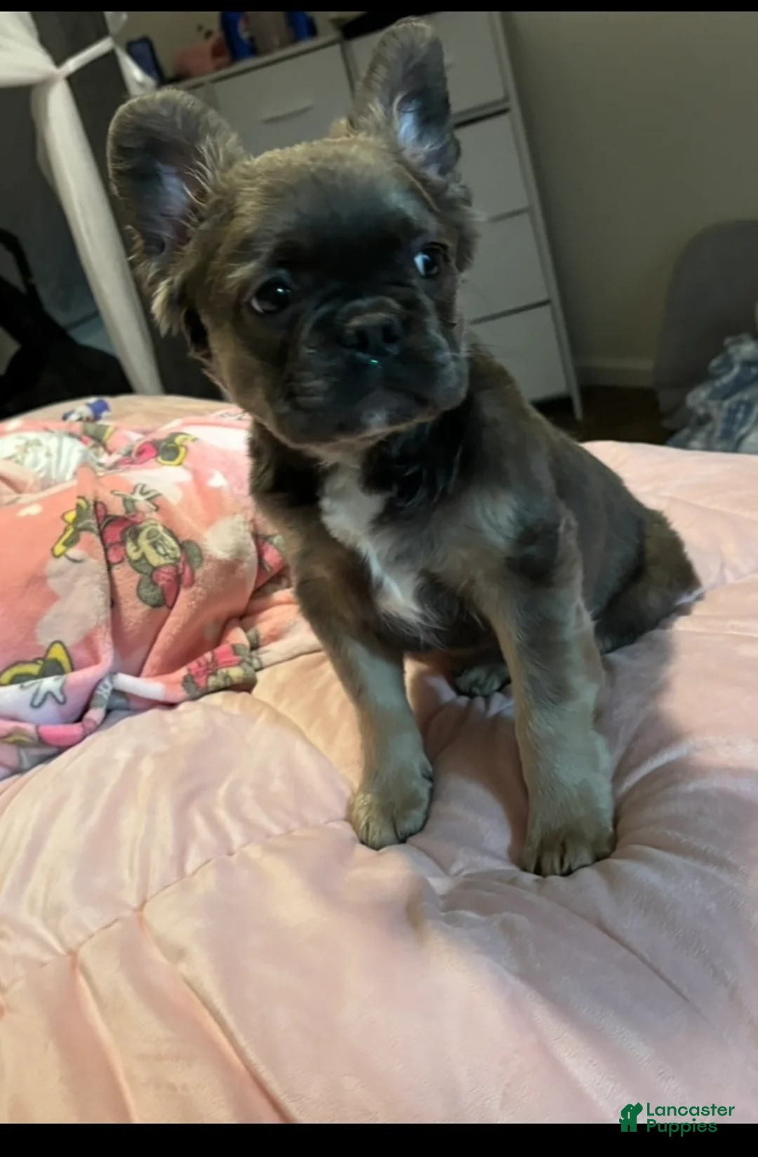 French Bulldog dogs for sale: French Bulldog Puppy 1 - Ad 3