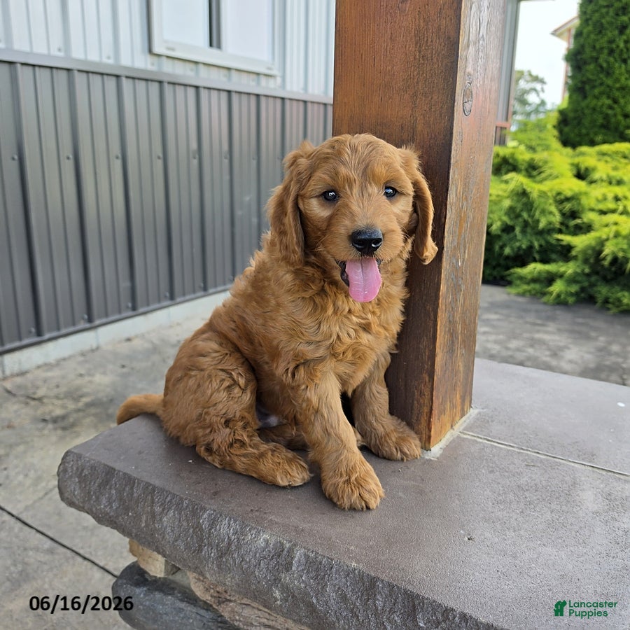 Goldendoodle dogs Jake - Ad 1