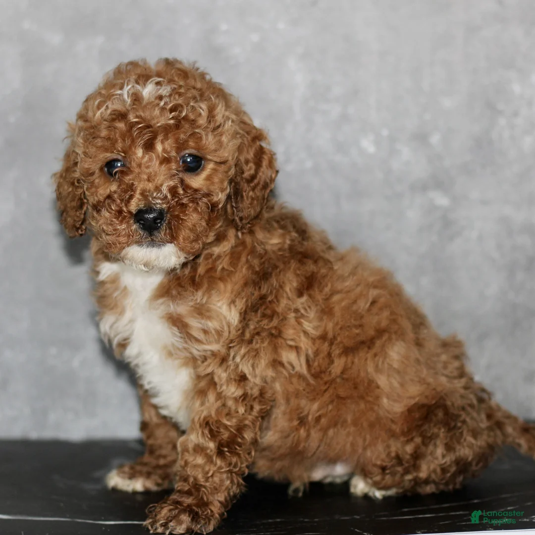 Miniature Poodle dogs for sale: Kyle  - Ad 1