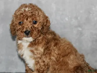 Miniature Poodle dogs for sale: Kyle - Ad 3