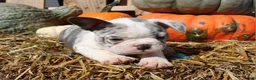 Mixed Breed dogs for sale: Nash - Ad 6