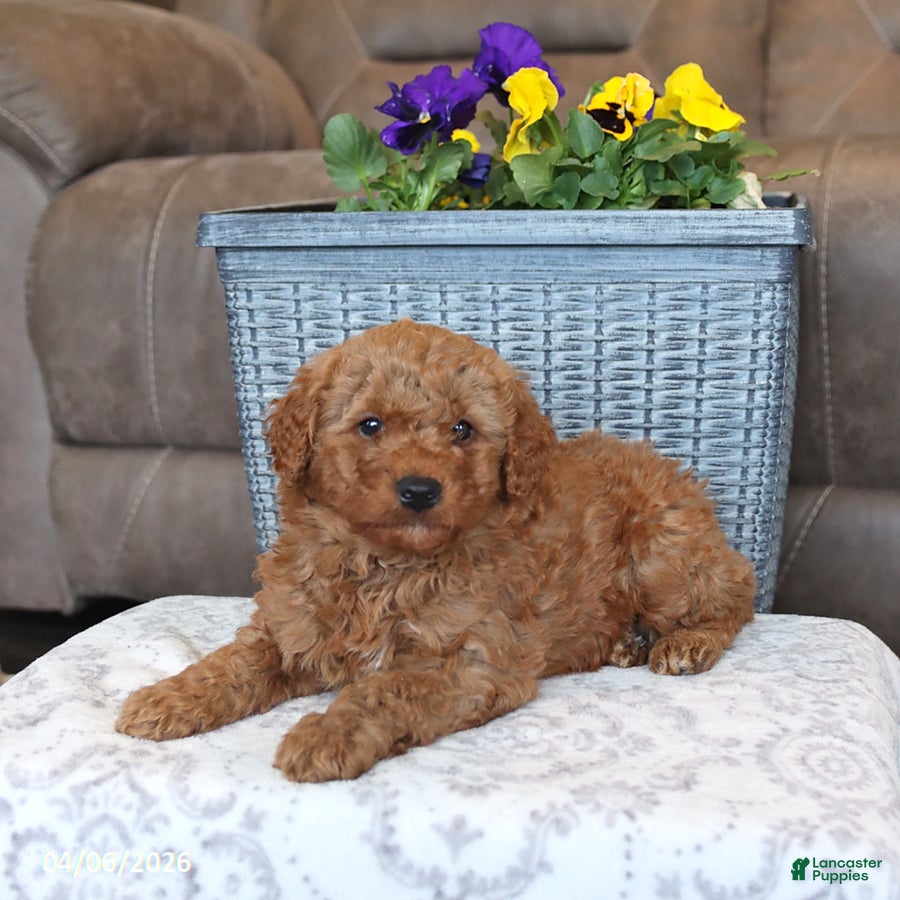 Mini Aussiedoodle dogs Teddy - Ad 1