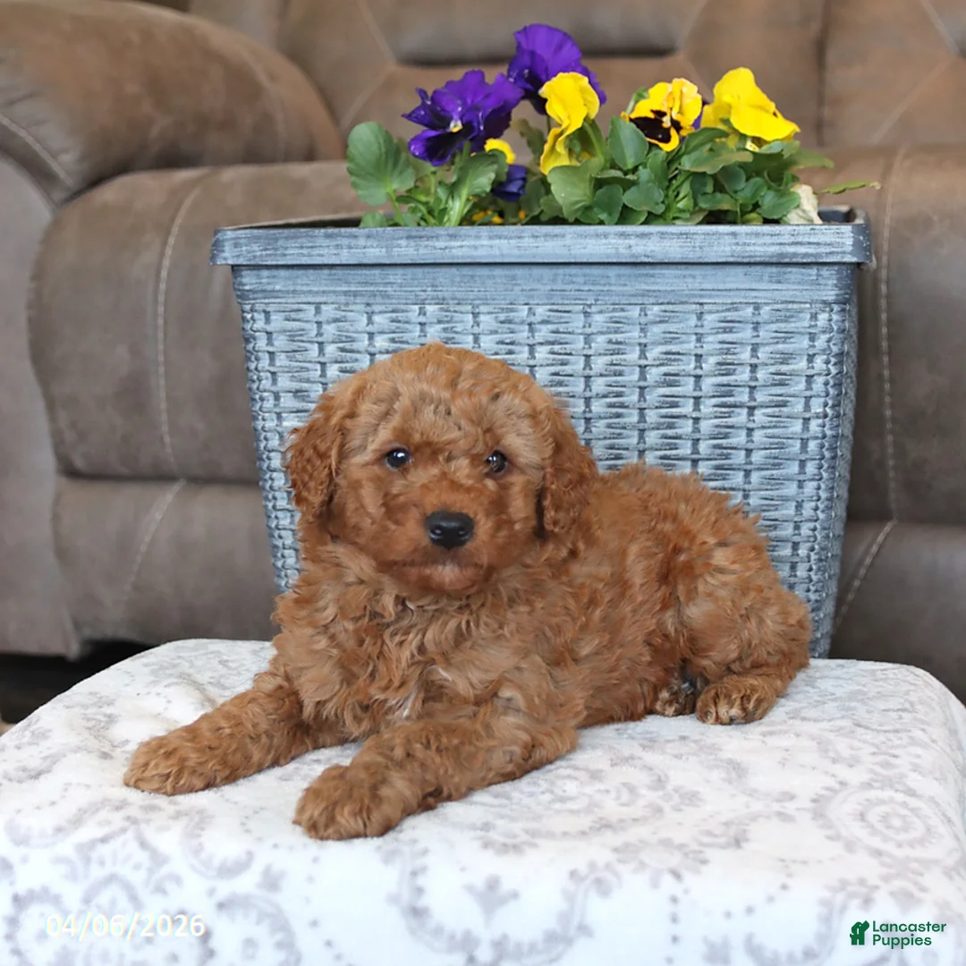 Mini Aussiedoodle dogs for sale: Teddy - Ad 1