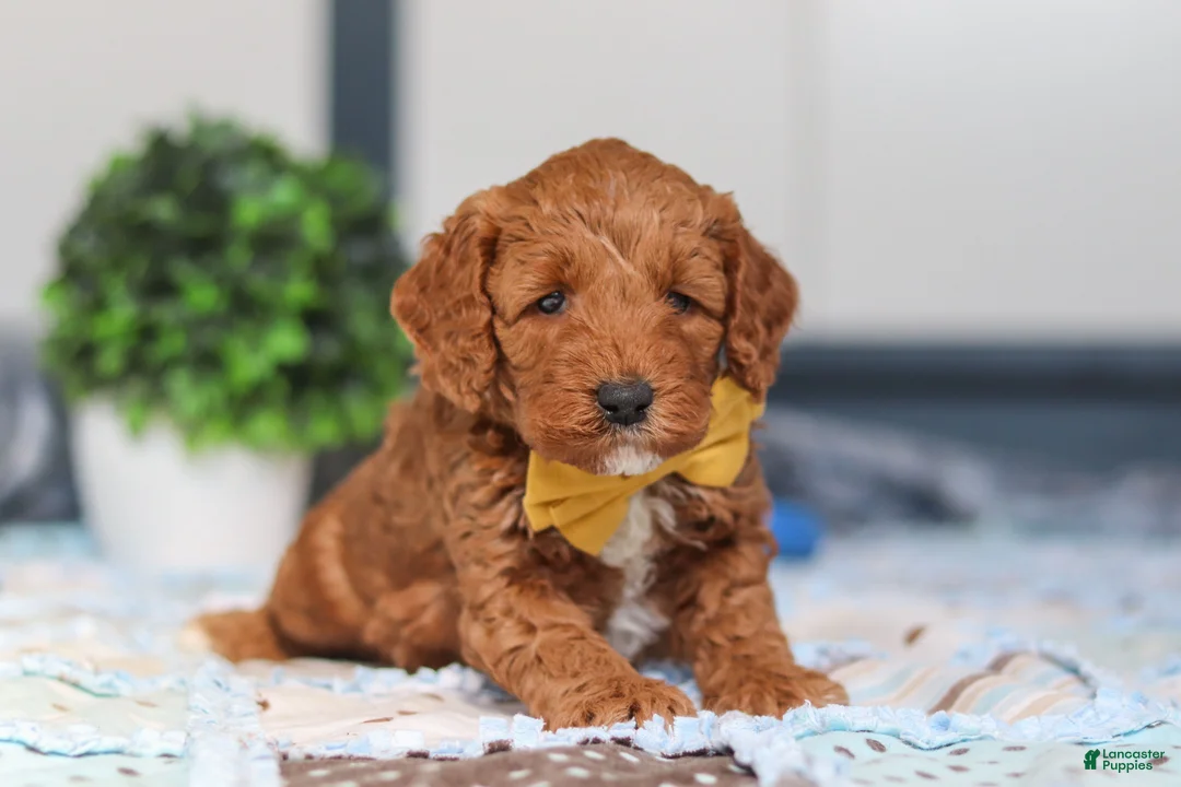 Mini Goldendoodle dogs for sale: Nadir - Ad 1