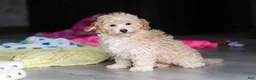 Havapoo dogs for sale: Brodie - Ad 10