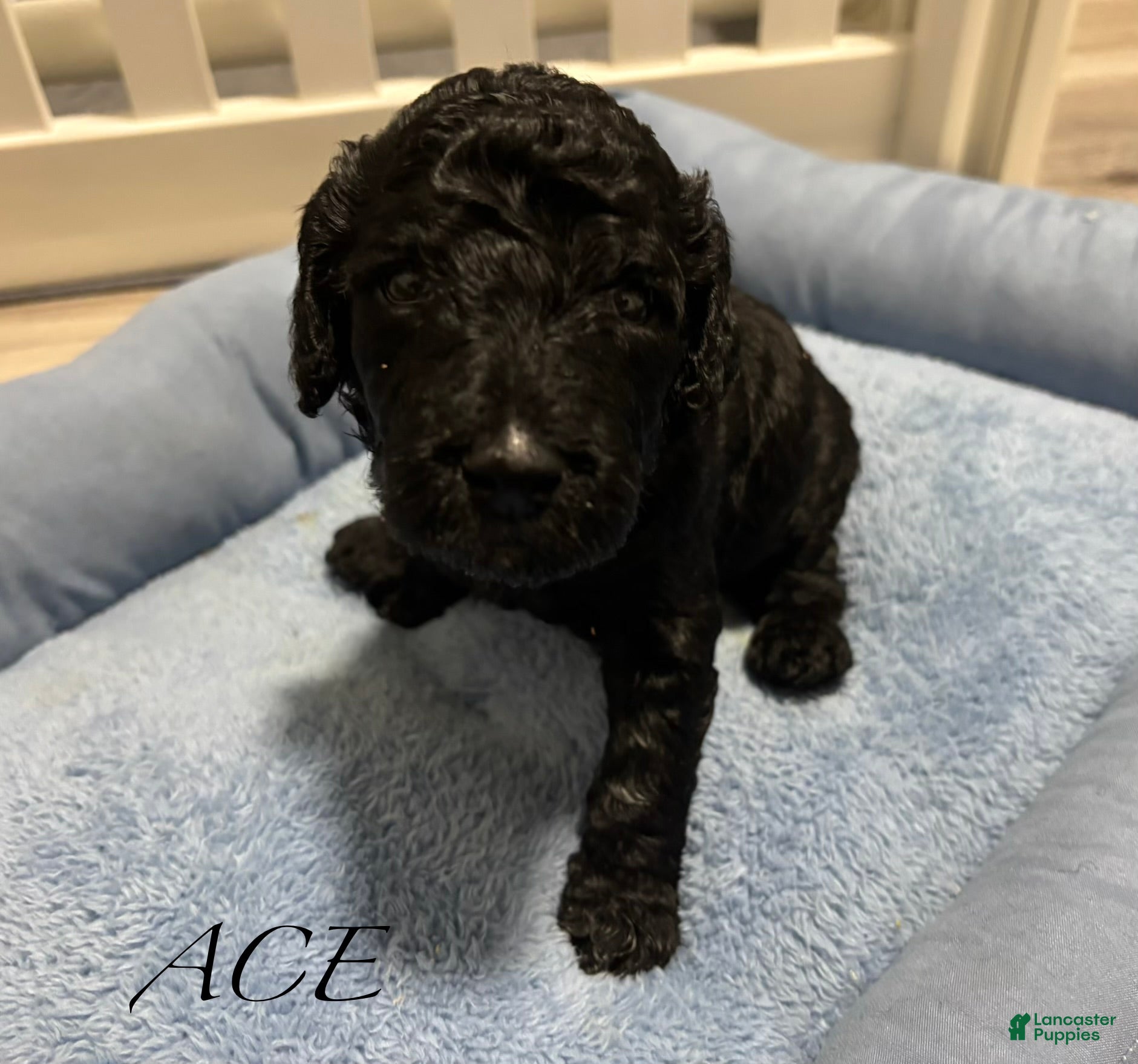 Standard Poodle dogs Standard Poodle Puppy 1 - Ad 3