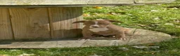 American Bully dogs for sale: American Bully 3 - Ad 1
