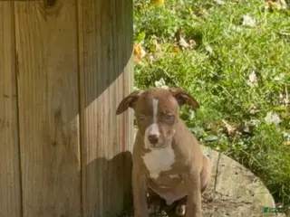 American Bully dogs American Bully 3 - Ad 3