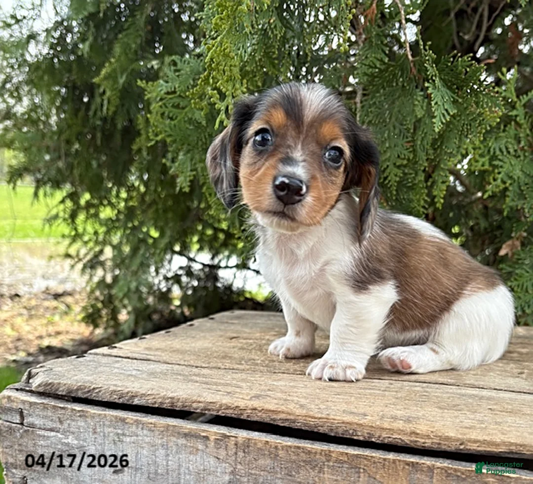 Dachshund dogs for sale: Wallen - Ad 1
