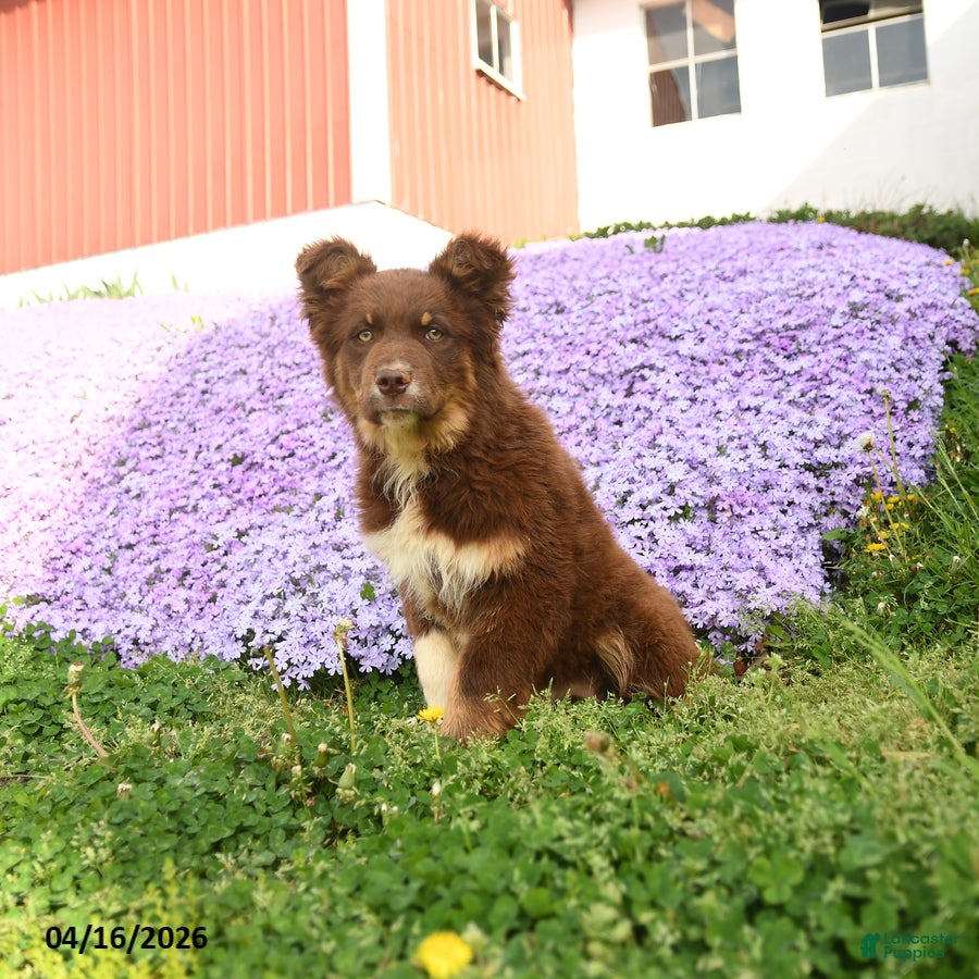 Australian Shepherd dogs Melody  - Ad 1