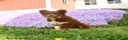 Australian Shepherd dogs for sale: Melody  - Ad 2