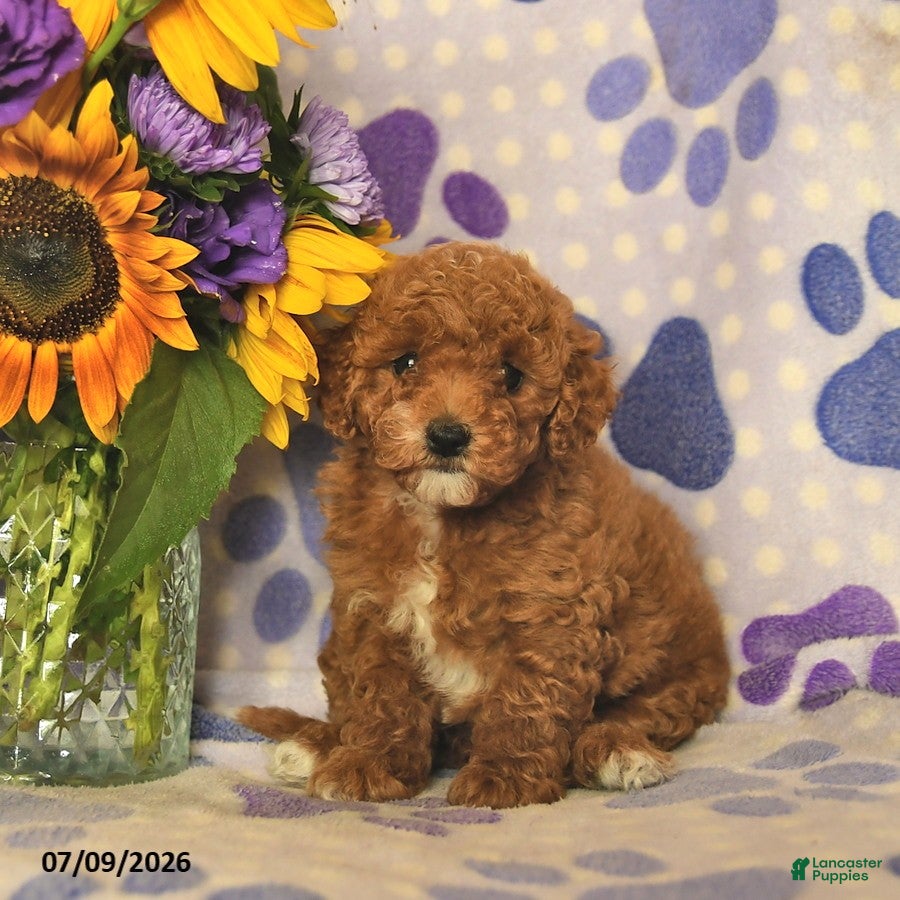 Cockapoo dogs Alyssa  - Ad 1