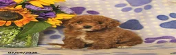 Cockapoo dogs for sale: Alyssa  - Ad 1