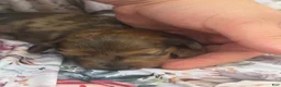Miniature Dachshund dogs for sale: Pearl - Ad 21