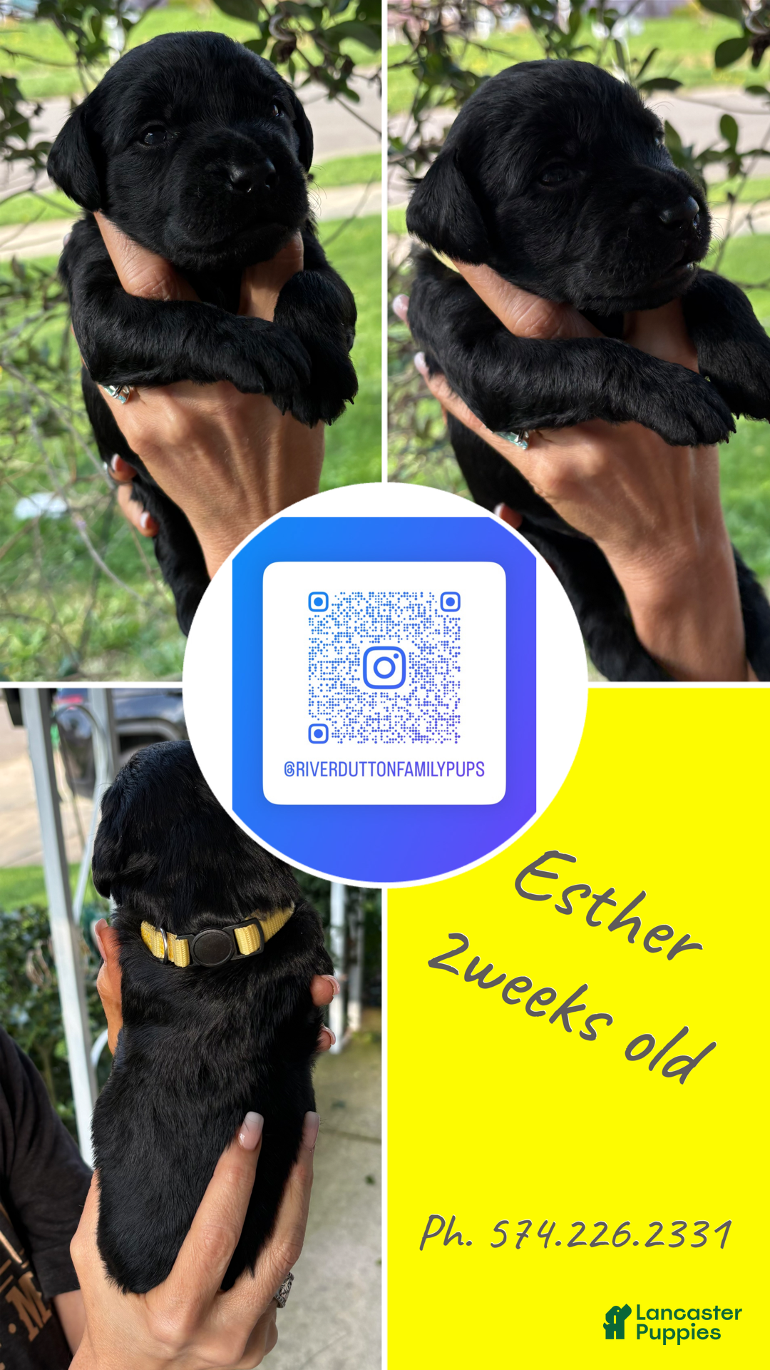 Mixed Breed dogs Golden Labradoodle Puppy 6 - Ad 8