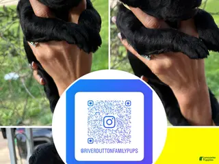 Mixed Breed dogs Golden Labradoodle Puppy 6 - Ad 8