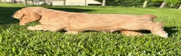 Cocker Spaniel dogs for sale: Genesis - Ad 2