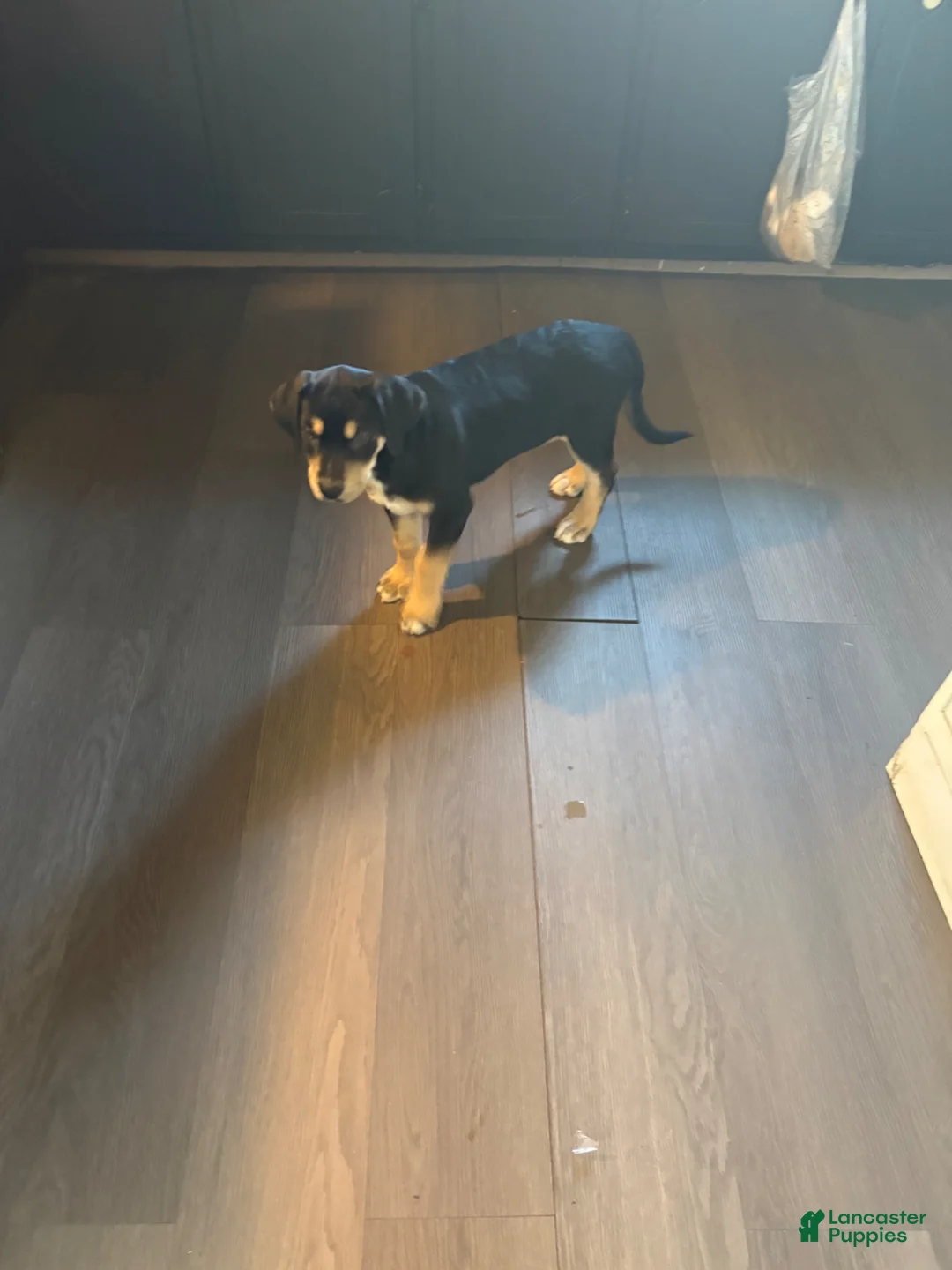 Mixed Breed dogs for sale: Mixed Breed Puppy 1 - Ad 1