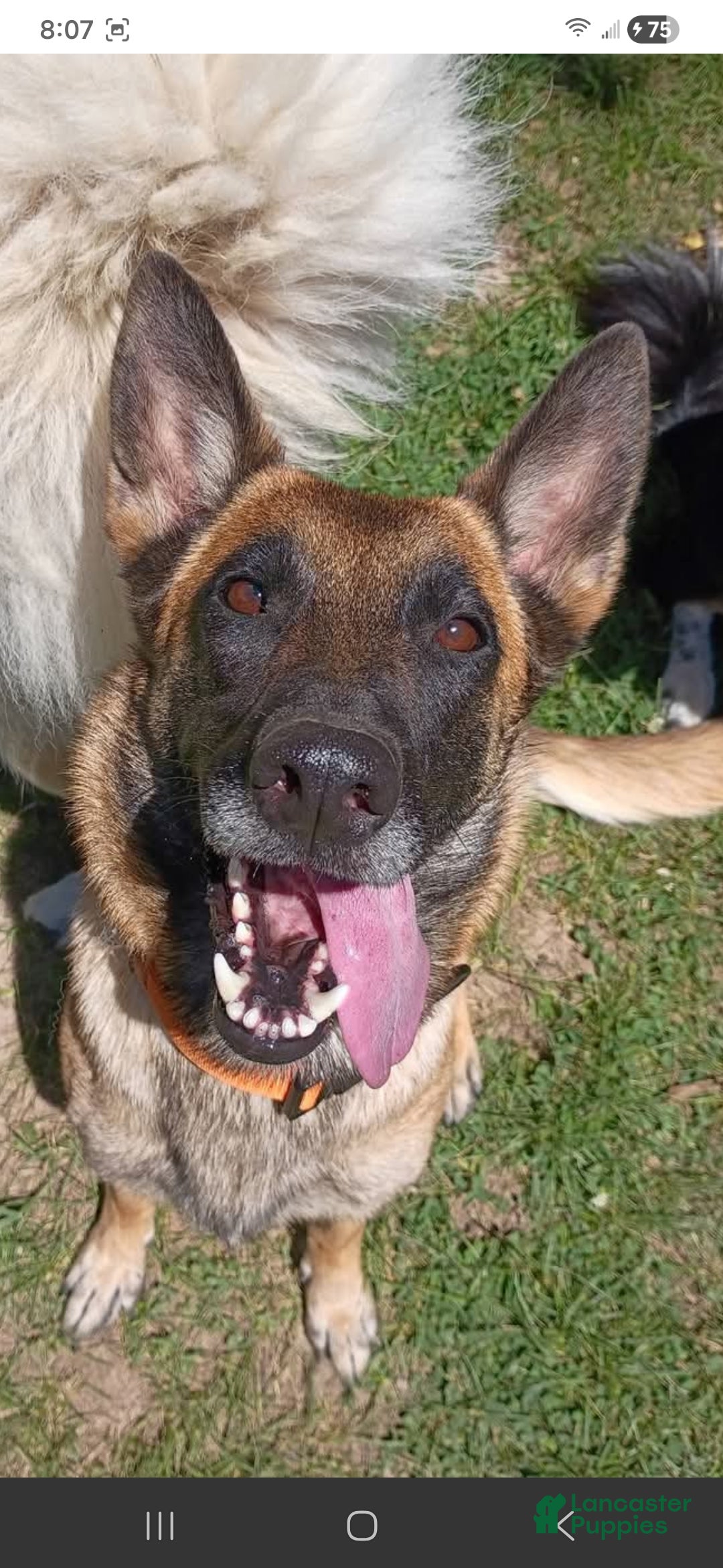 Belgian Malinois dogs Belgian Malinois 5 - Ad 13