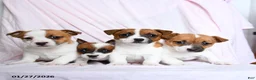 Jack Russell Terrier dogs for sale: Sprocket - Ad 2