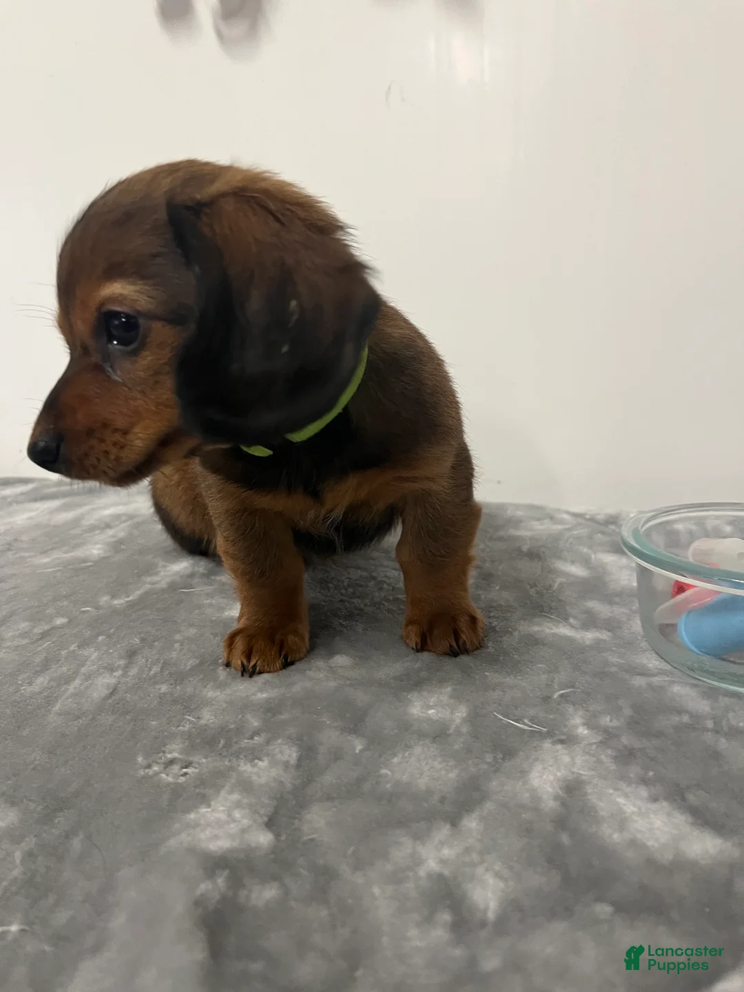 Miniature Dachshund dogs for sale: Miniature Dachshund girly - Ad 1