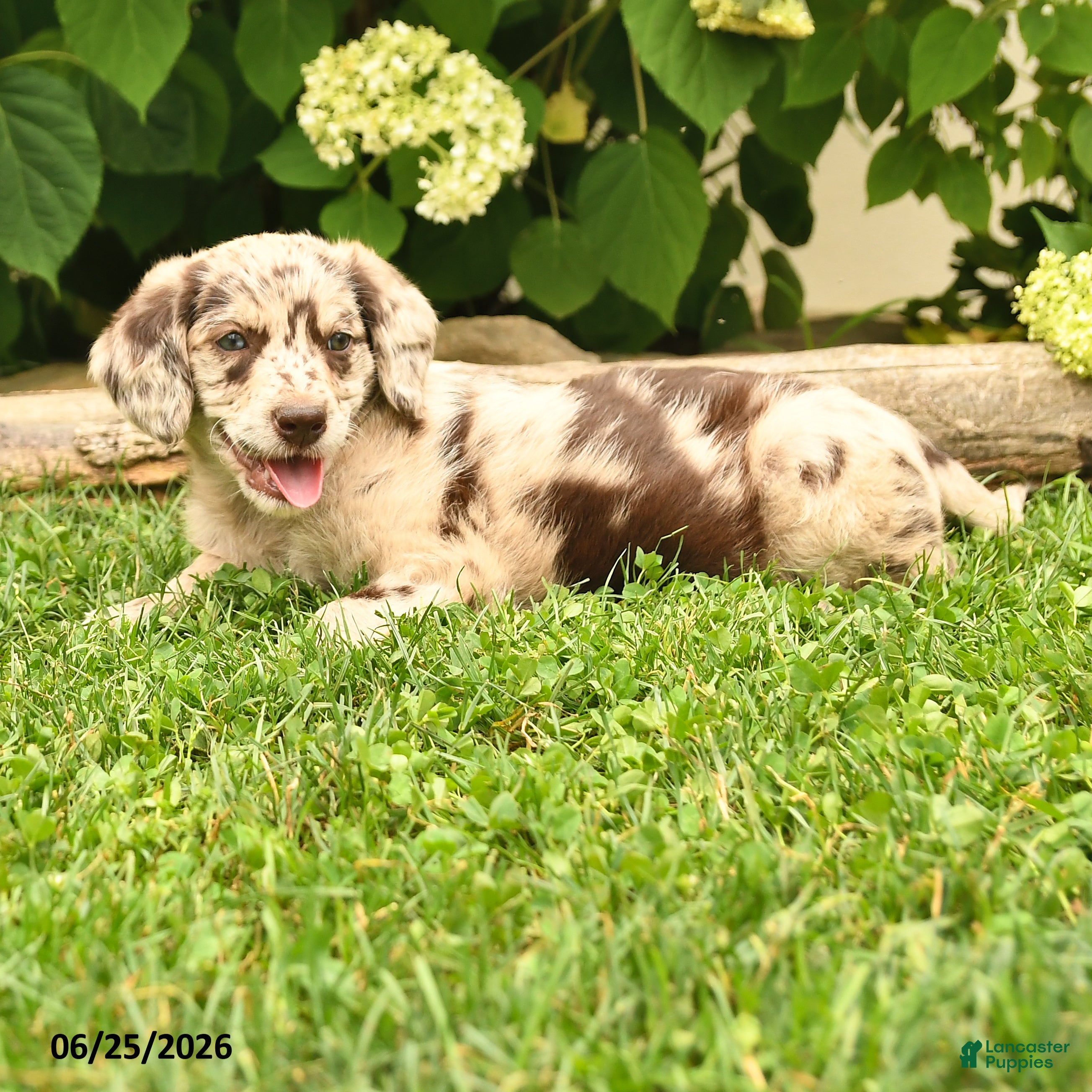 Labradoodle dogs Daisy - Ad 1