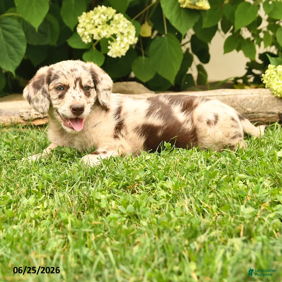 Labradoodle dogs for sale: Daisy - Ad 1