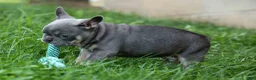 French Bulldog dogs for sale: 🐾 Mateo - Ad 8