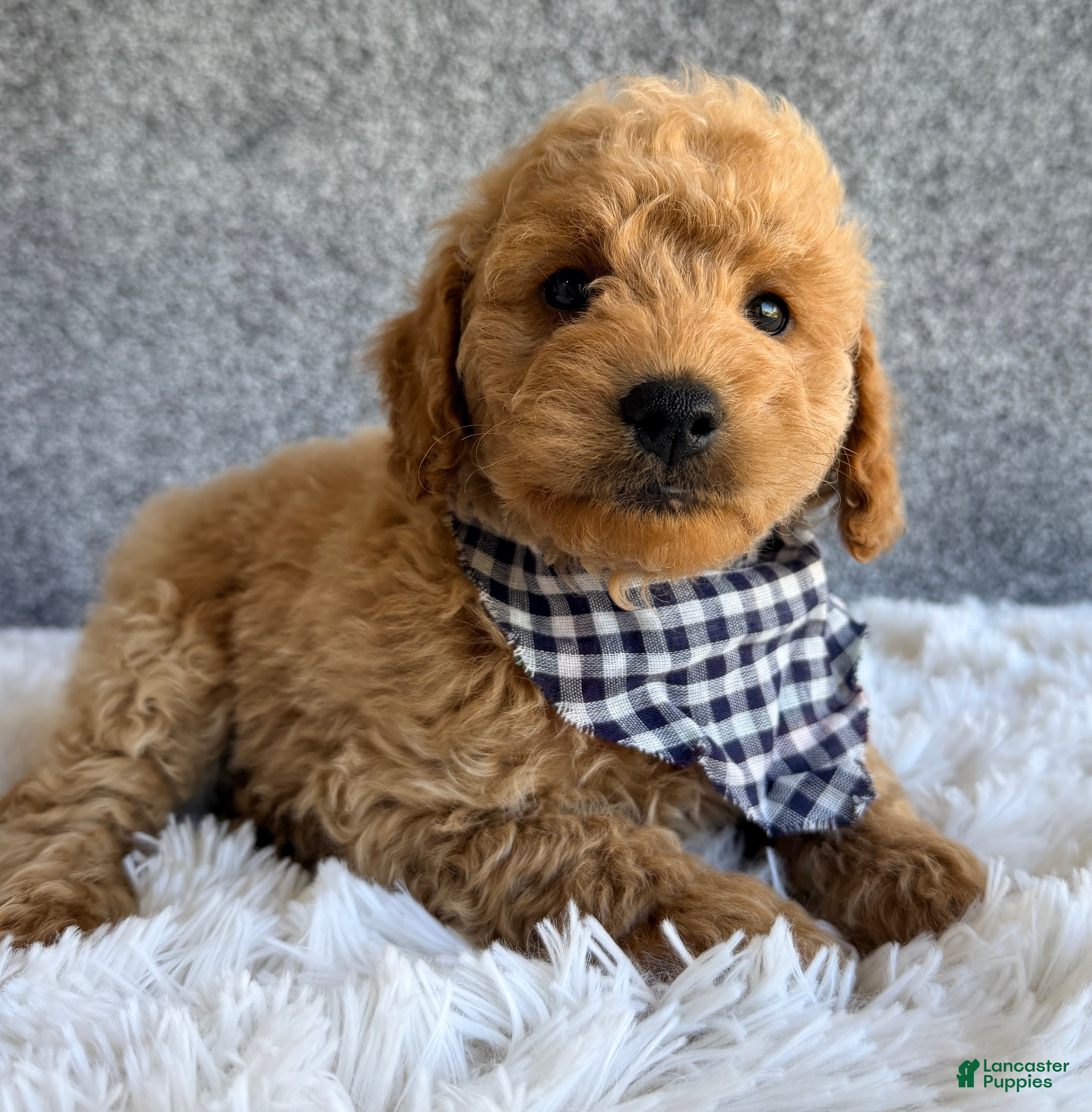 Mini Goldendoodle dogs for sale: Scout  - Ad 3