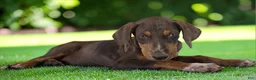 Catahoula Leopard Dog dogs for sale: Gypsie 2026 Female 1 - Ad 8