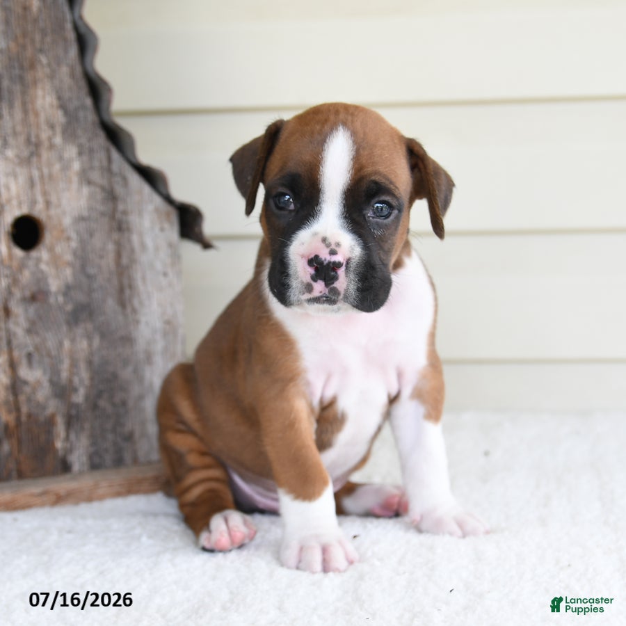 Boxer dogs Pluto - Ad 1