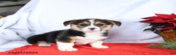 Welsh Corgi Pembroke dogs for sale: Rosie - Ad 5