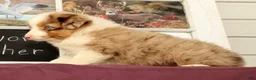 Miniature Australian Shepherd dogs for sale: Shooter - Ad 3