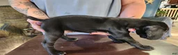 German Shorthaired Pointer dogs for sale: German Shorthaired Pointer 5 - Ad 2