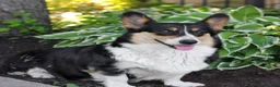 Welsh Corgi Pembroke dogs for sale: Kenzie  - Ad 5