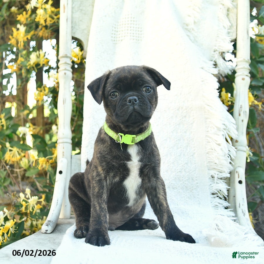 Mixed Breed dogs for sale: Spunky - Ad 3
