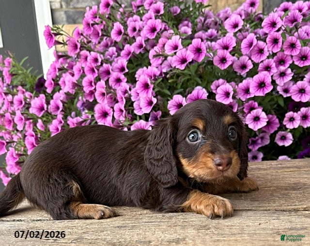 Dachshund dogs Ollie - Ad 2