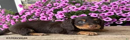 Dachshund dogs for sale: Ollie - Ad 2