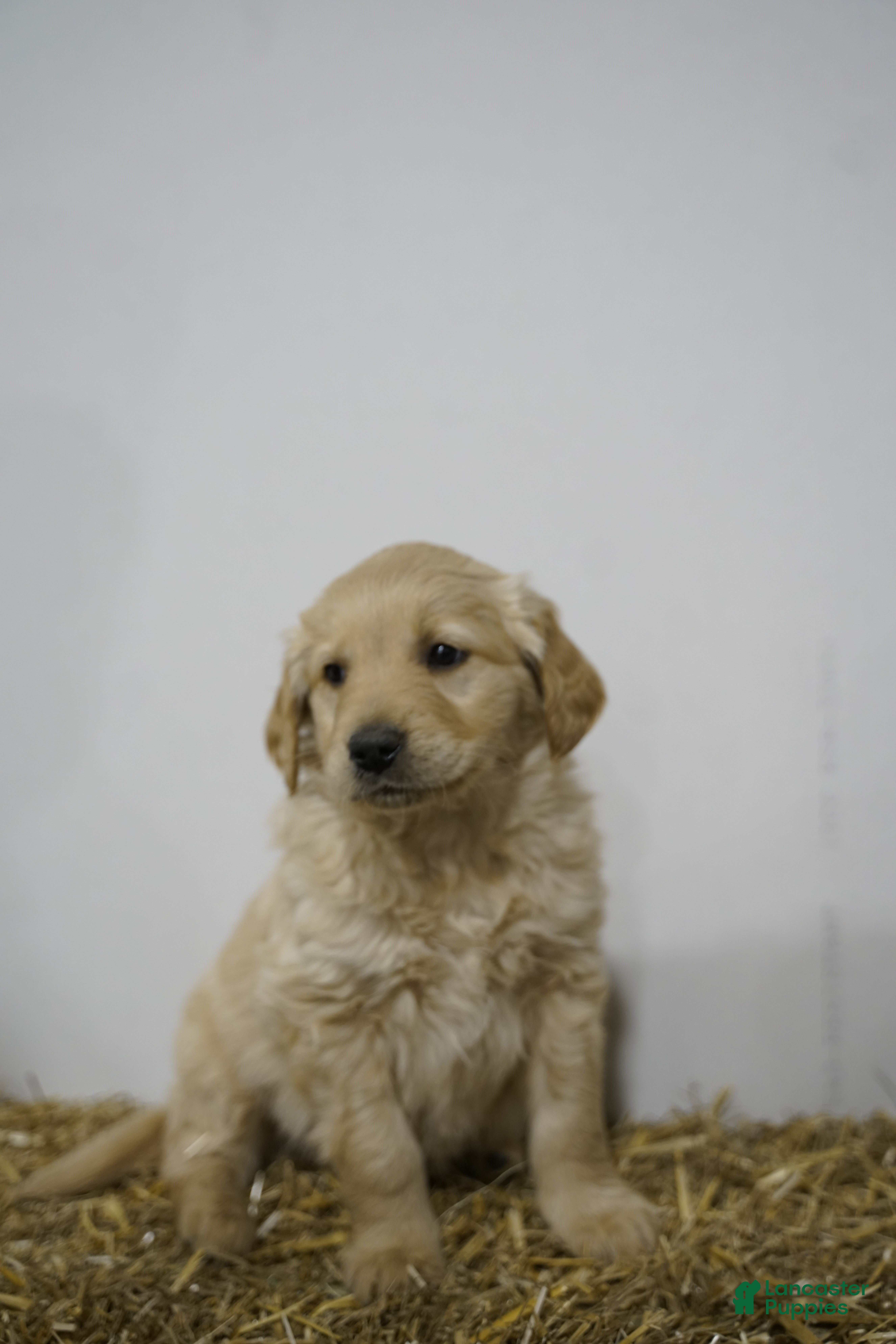 Golden Retriever dogs Golden Retriever Puppy 6 - Ad 14