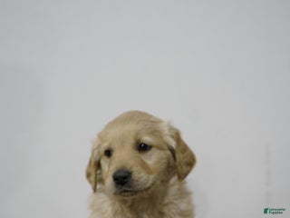 Golden Retriever dogs Golden Retriever Puppy 6 - Ad 11