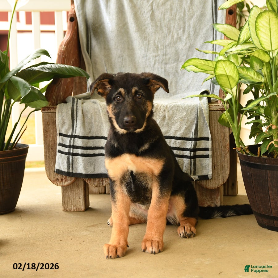 German Shepherd dogs Nora - Ad 1