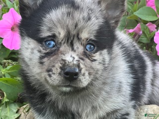 Mixed Breed dogs - Ad 20