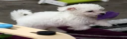 Bichon Frise dogs for sale: Finn - Ad 4